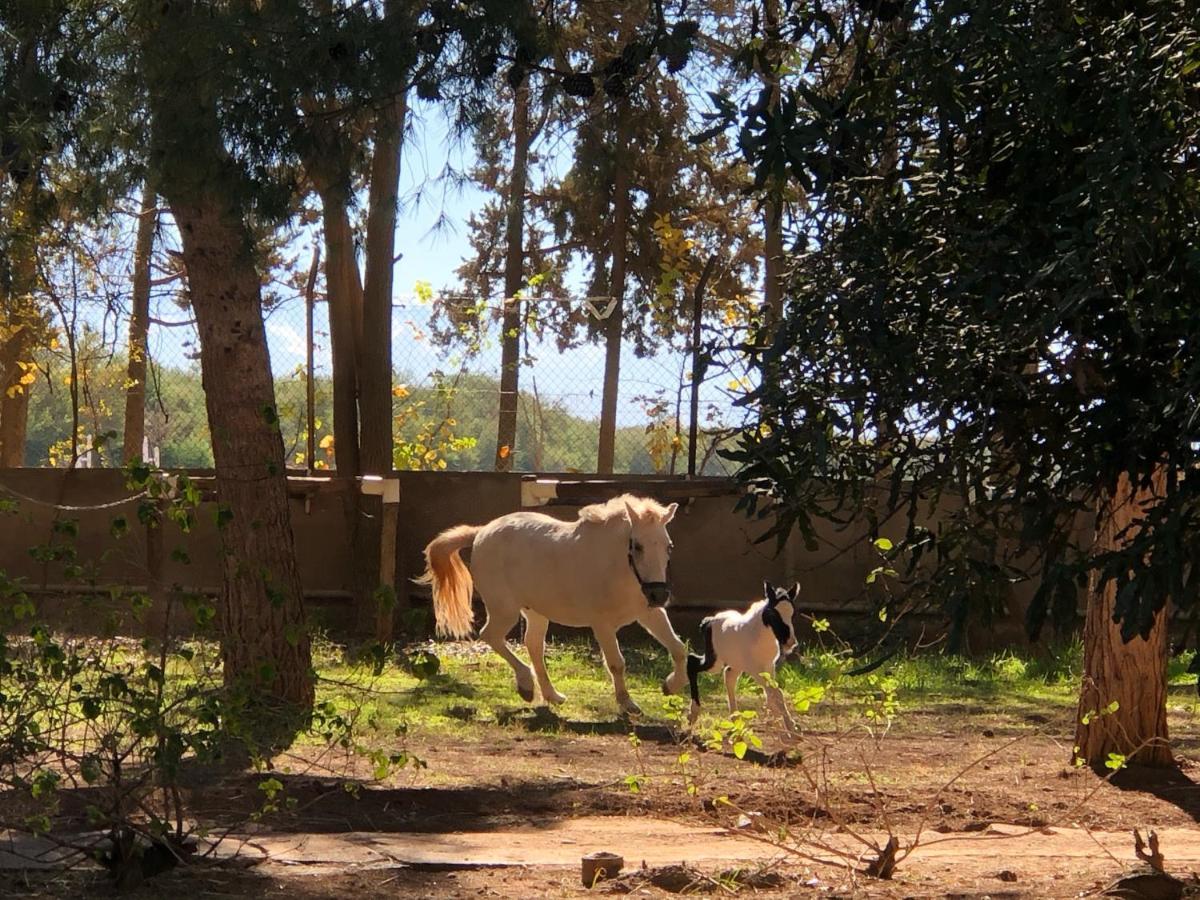 La Vie En Rose - Horses & Dogs House Bed & Breakfast Ait Hamid Bagian luar foto